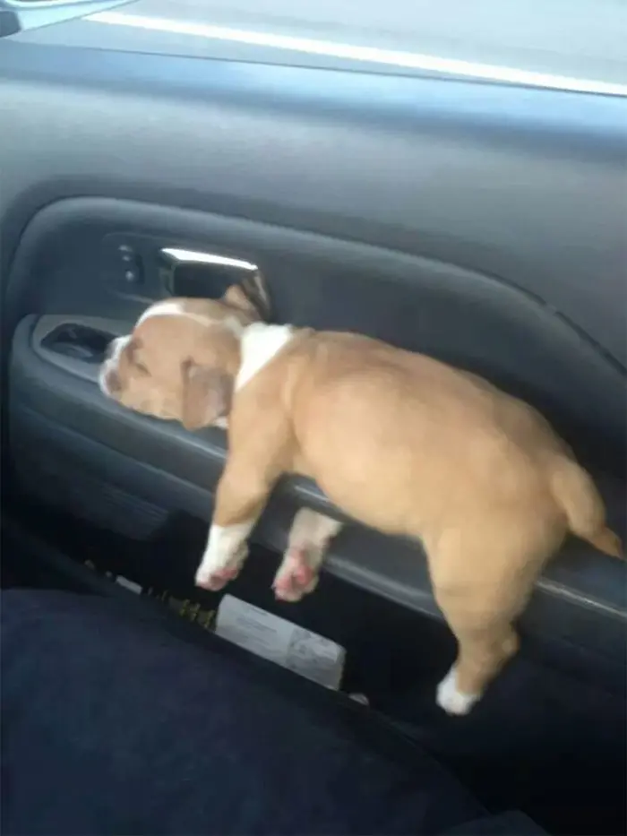 15 Times People Saw Dogs Acting Hilariously Strange In Cars And Just Had To Share 3 funny dogs cars3