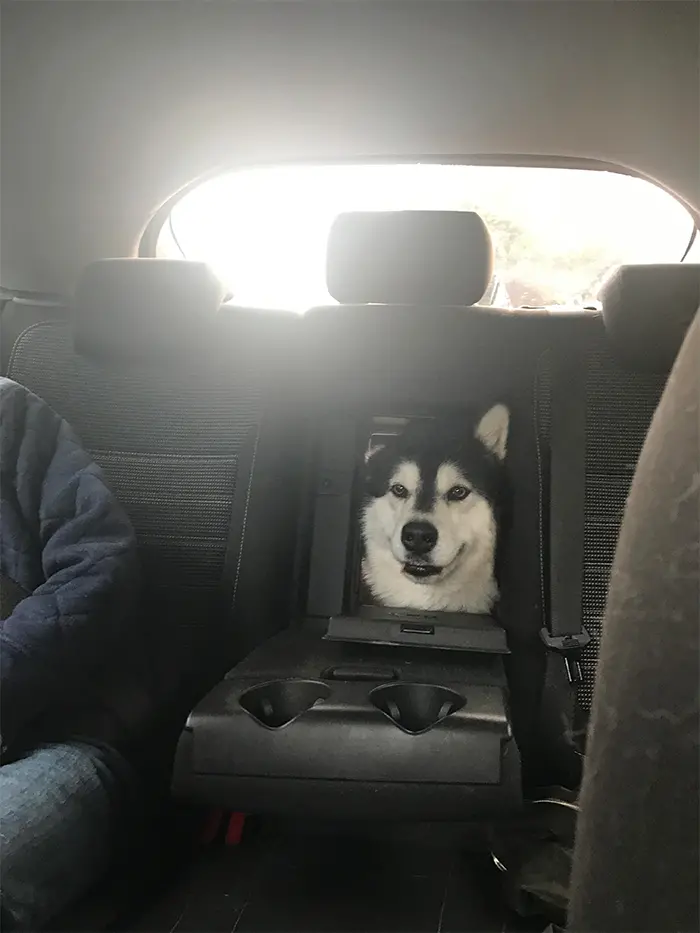 15 Times People Saw Dogs Acting Hilariously Strange In Cars And Just Had To Share 4 funny dogs cars4