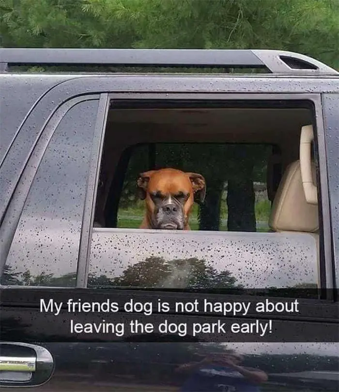 funny dogs cars7