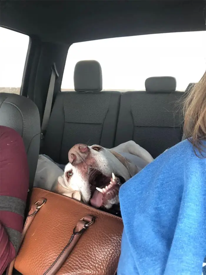 15 Times People Saw Dogs Acting Hilariously Strange In Cars And Just Had To Share 9 funny dogs cars8