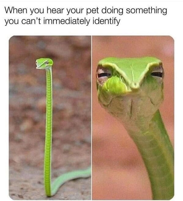 funny memes 12