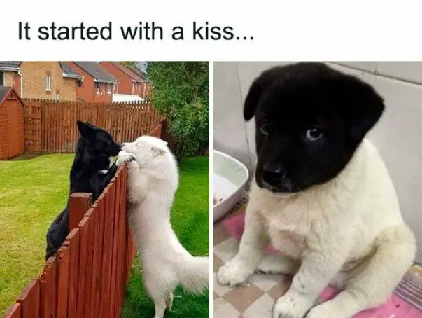funny memes e1731376184522