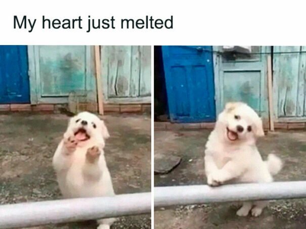 funny memes1 e1731376202367