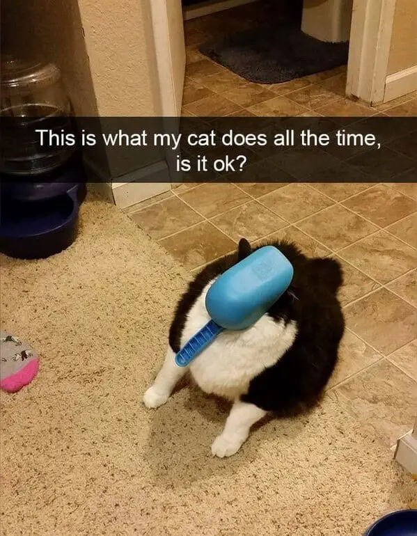 funny memes15