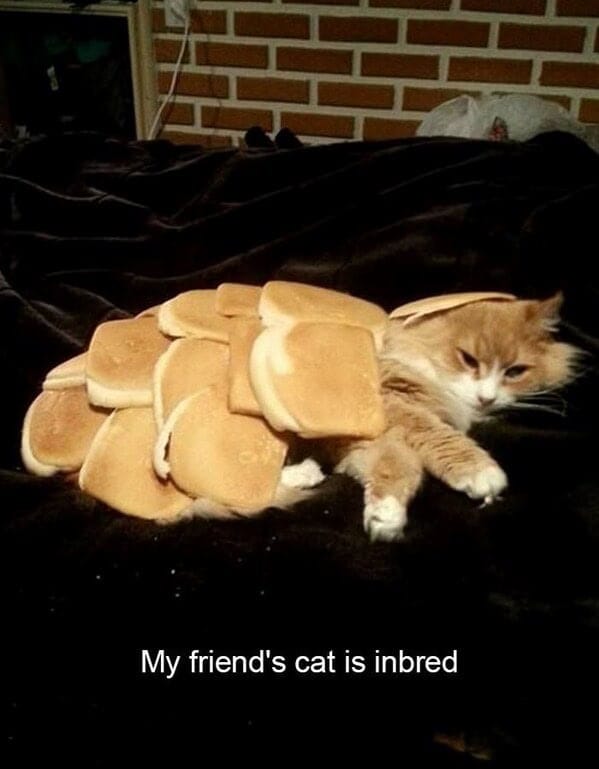 funny memes16