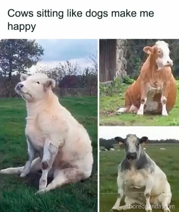 funny memes18