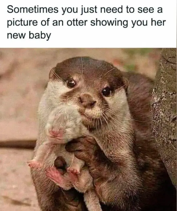 funny memes20