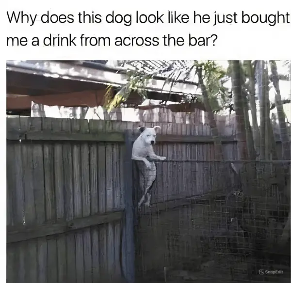 funny memes21