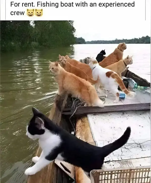 funny memes23