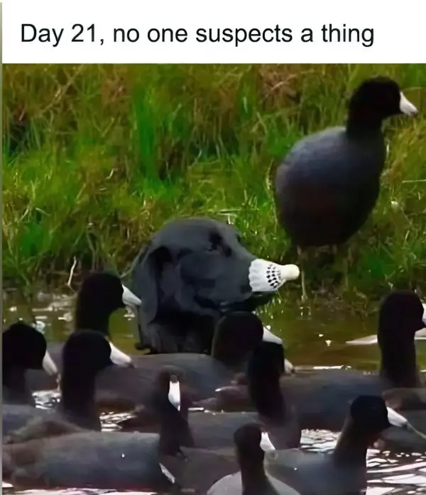 funny memes2328 2