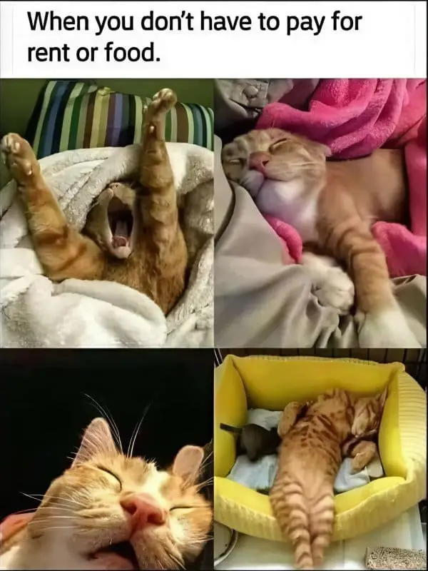 funny memes24