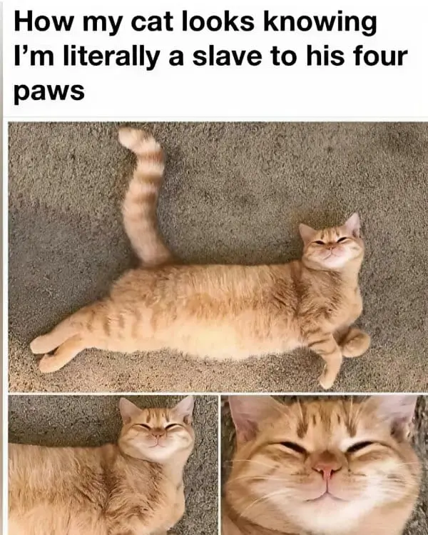 funny umemes2077