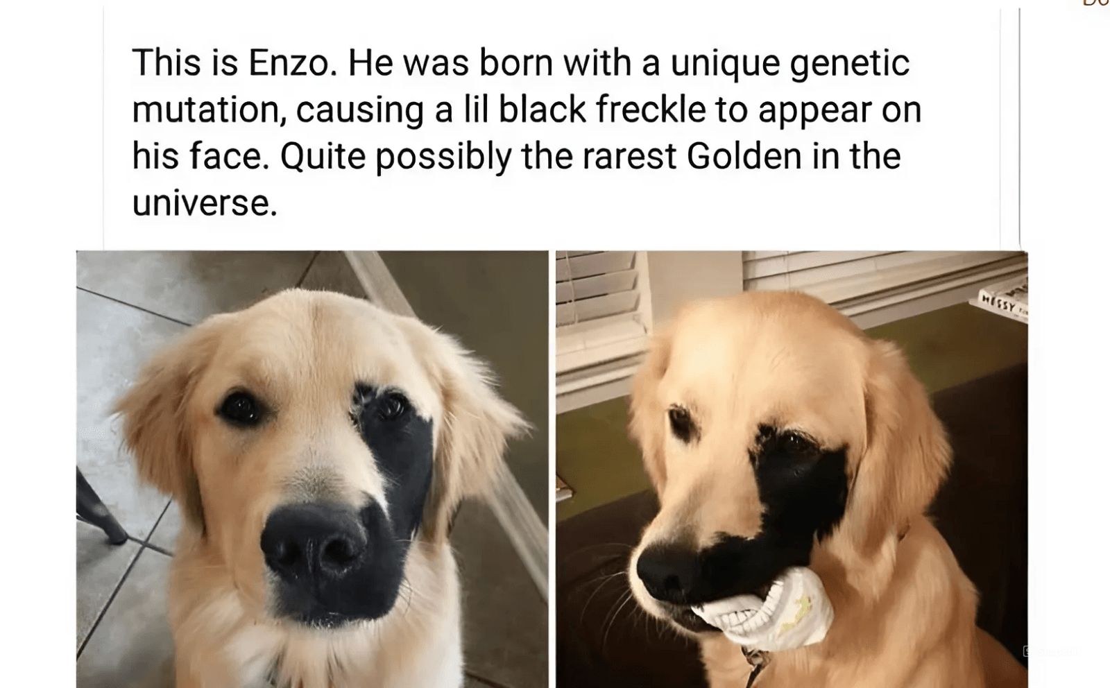 Golden Retriever Born With Genetic Mutation Has Grown up A Stunner