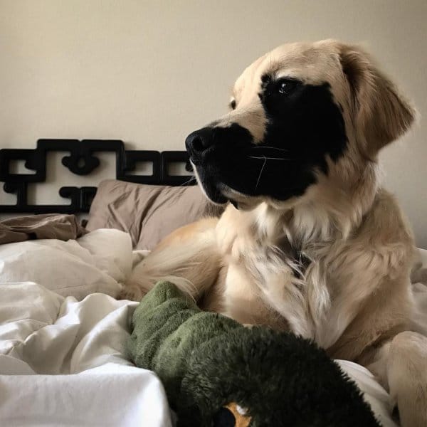golden retriever born with mutation 005