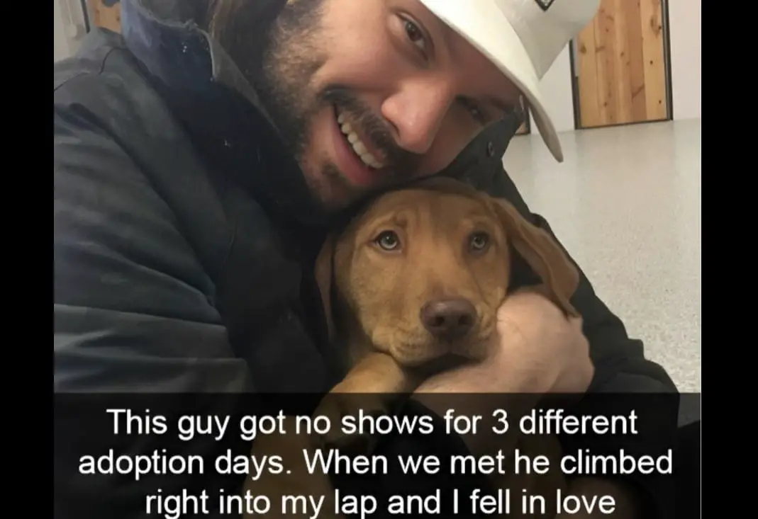20+ Cute Pics Of The Exact Moment These Dogs Found Their Forever Homes (Best Of All Time)