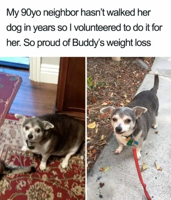 hasnt walked her dog in years so i volunteered to do it for her so proud of buddys weight loss e1732323896342