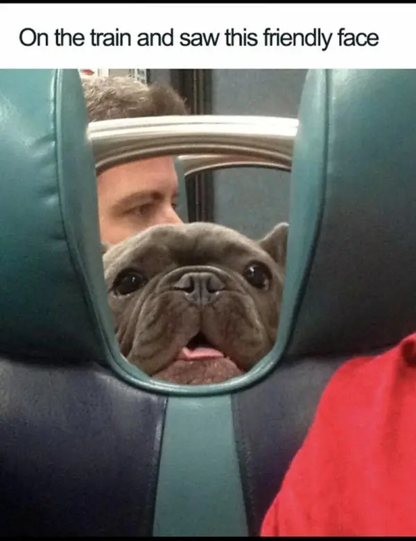 he train and saw this friendly face e1732324049752