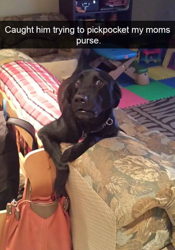 hilarious dog snapchats