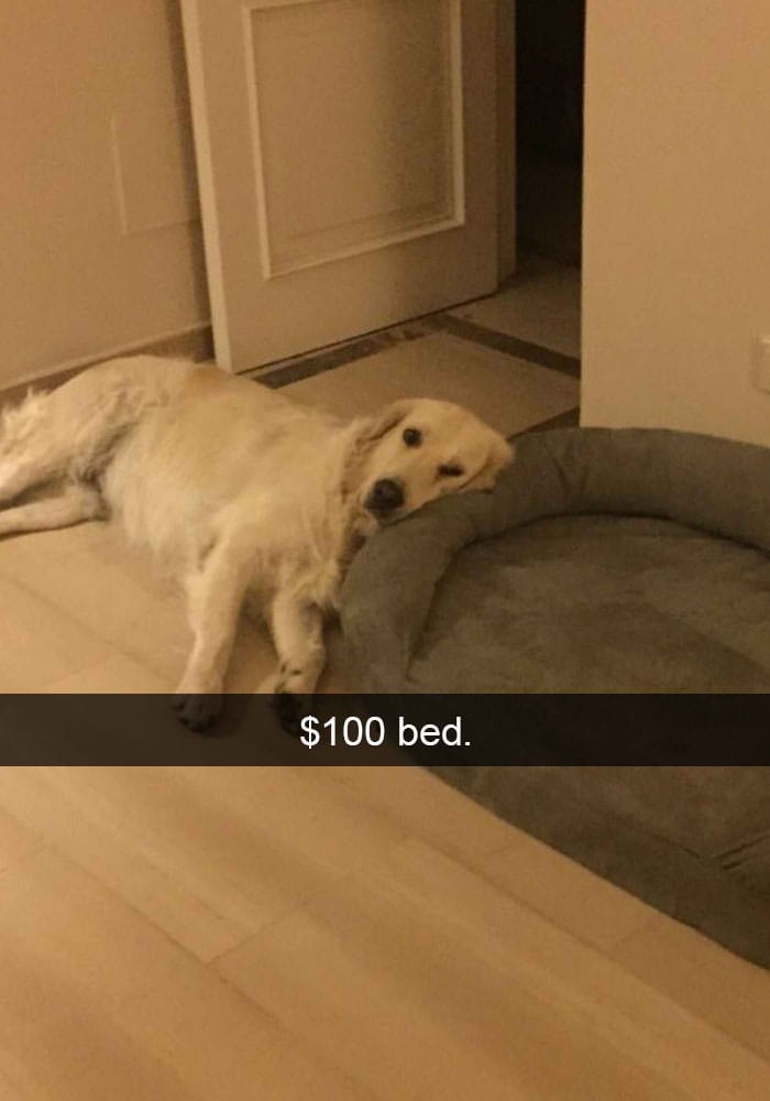 hilarious dog snapchats10