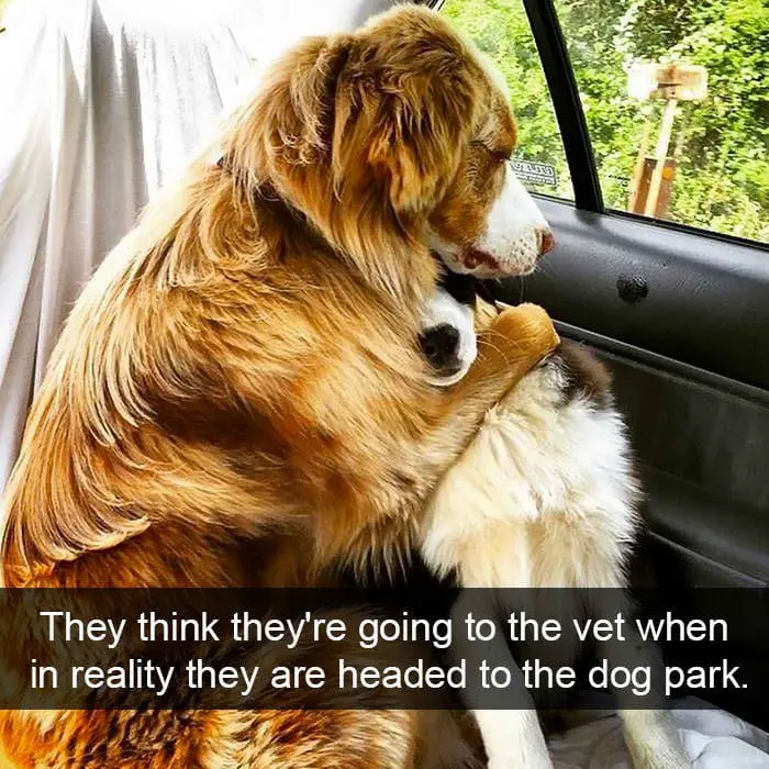 hilarious dog snapchats11