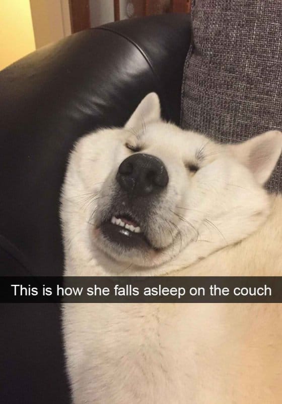 25 Hilarious Dog Memes That Will Crack You Up 25 hilarious dog snapchats12 1