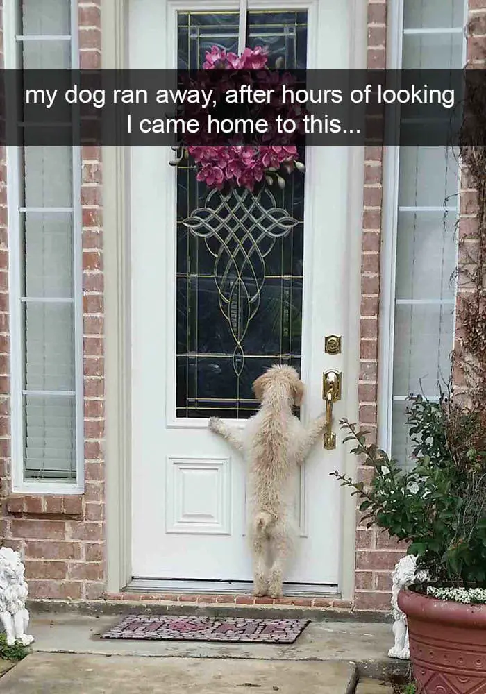 hilarious dog snapchats13
