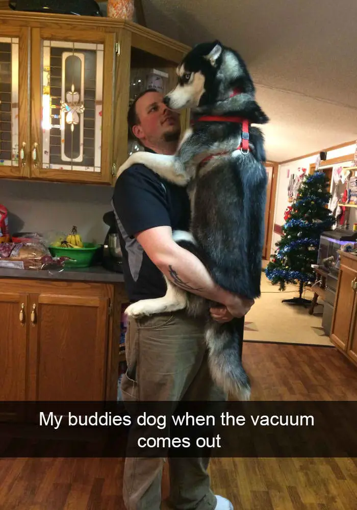 hilarious dog snapchats14