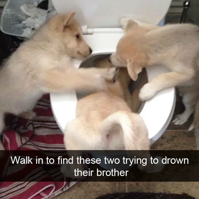 hilarious dog snapchats15
