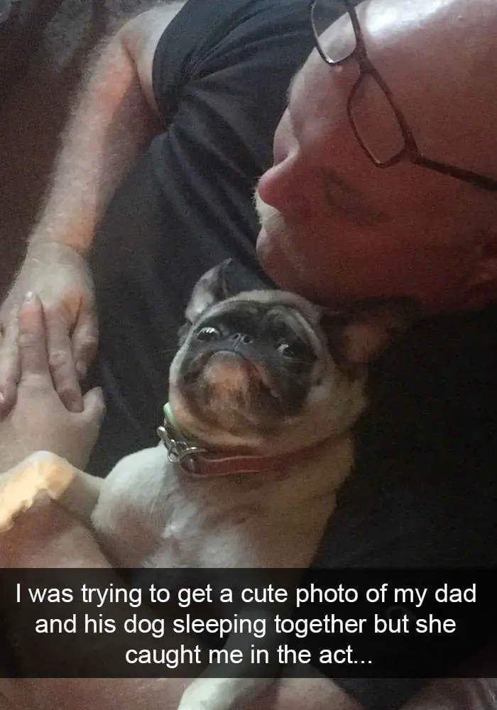 hilarious dog snapchats16