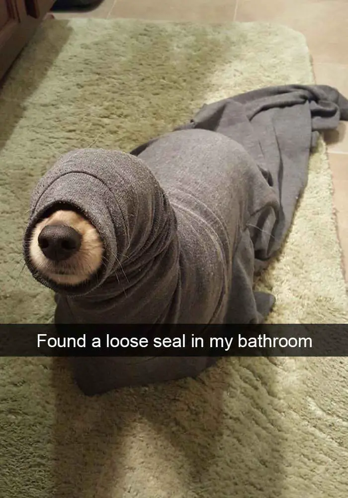 hilarious dog snapchats17