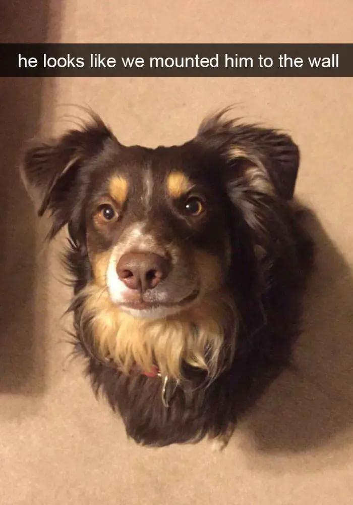 hilarious dog snapchats19
