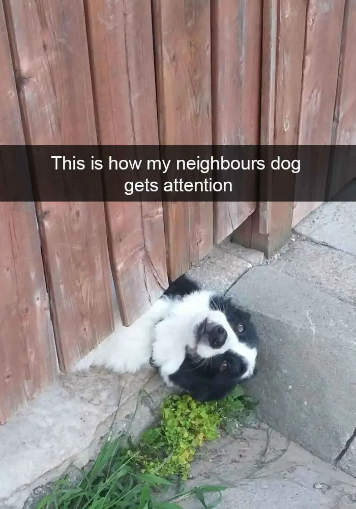hilarious dog snapchats2