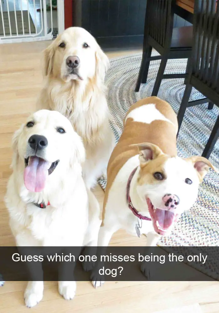 hilarious dog snapchats20