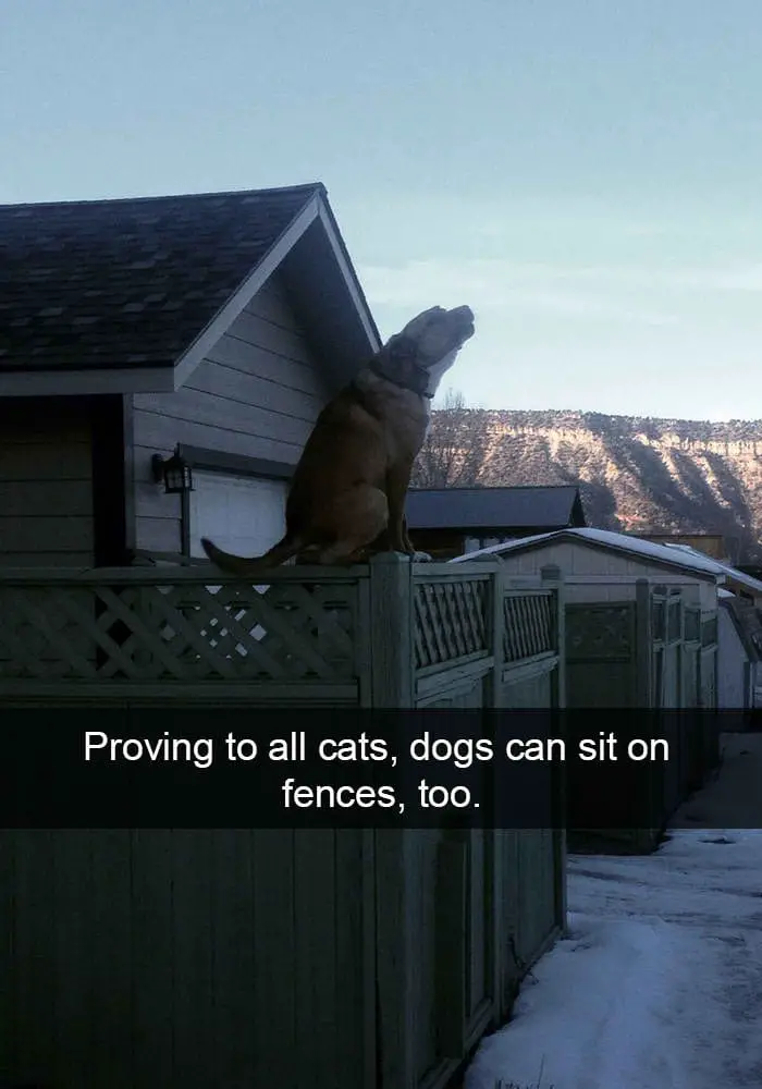 hilarious dog snapchats21