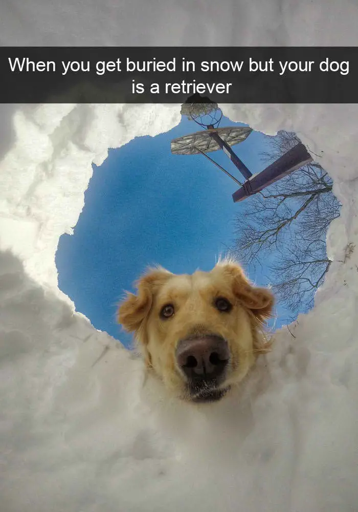 hilarious dog snapchats22