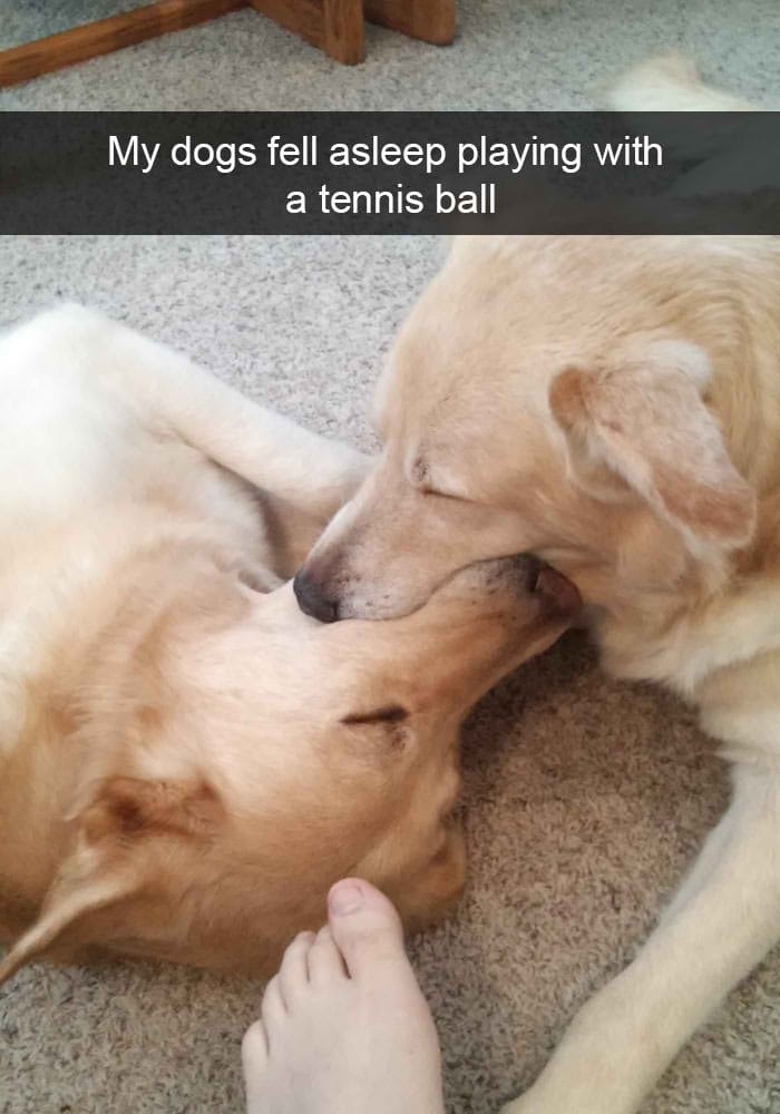 hilarious dog snapchats23