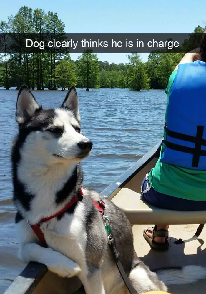 hilarious dog snapchats24