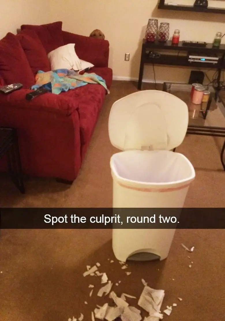 hilarious dog snapchats25