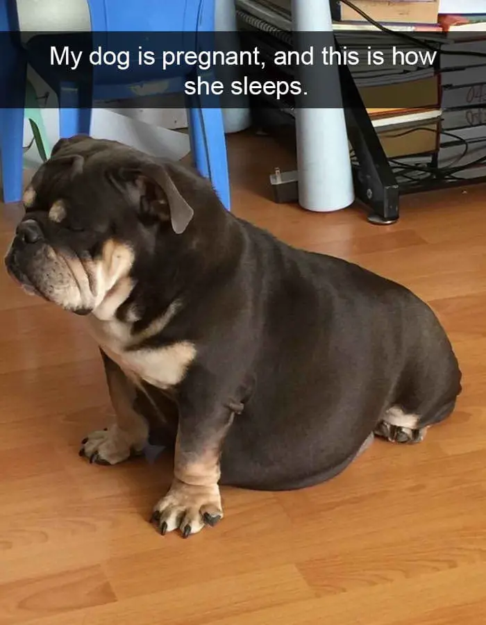 hilarious dog snapchats3