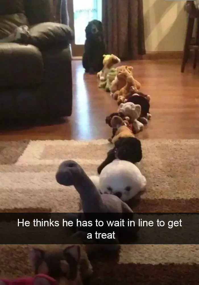 hilarious dog snapchats4