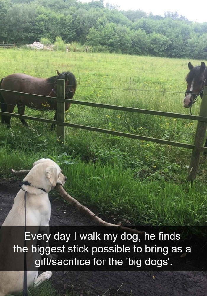 hilarious dog snapchats6