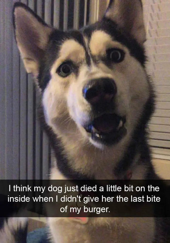 hilarious dog snapchats7