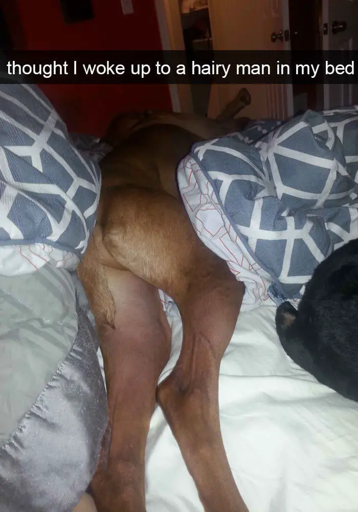 hilarious dog snapchats8