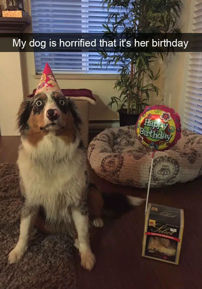 hilarious dog snapchats9