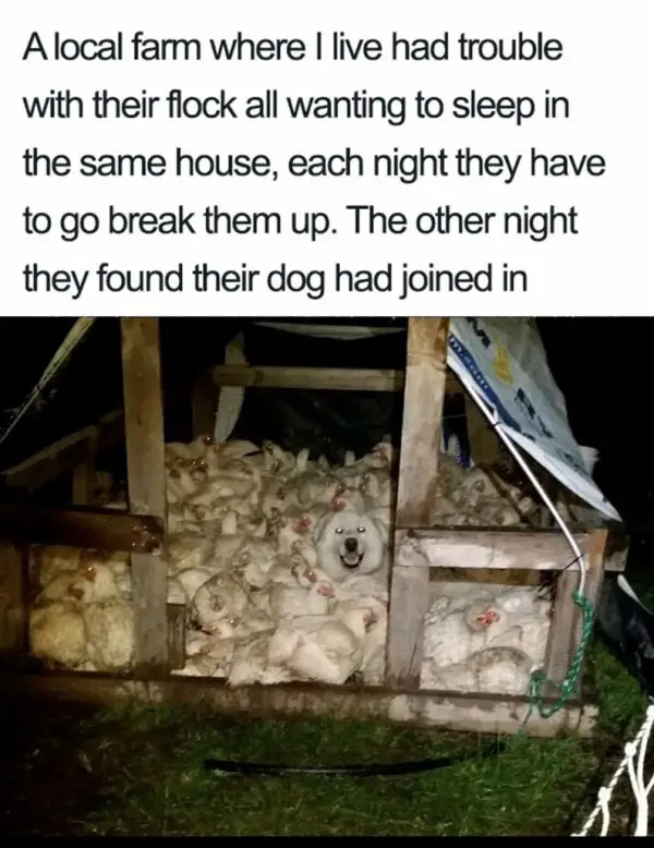house each night they have to go break them up the other night they found their dog had joined in 1 e1732323862504