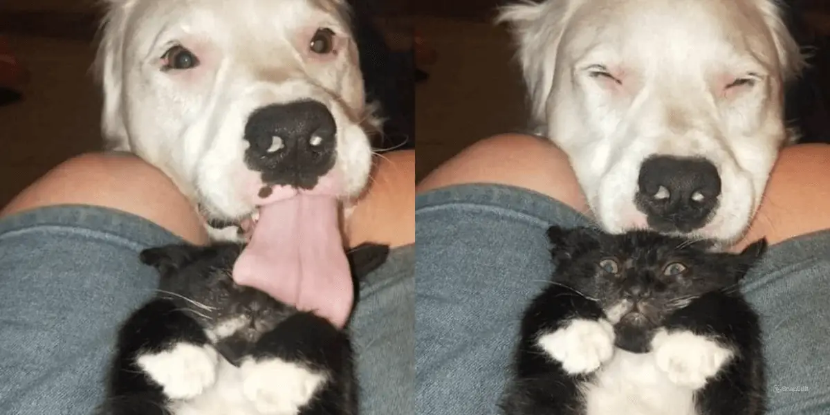 This Adorable Blind And Deaf Dog Comforts Every Foster Pet That His Owner Brings Home And It’s Wholesome