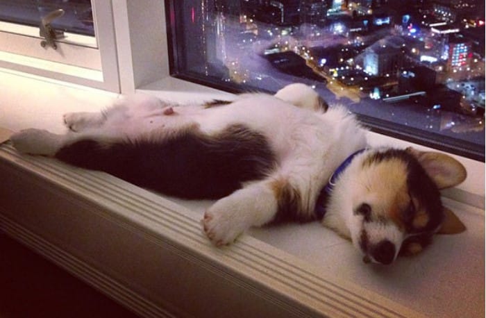 25 Photos Of Lazy Dogs Caught On Camera
