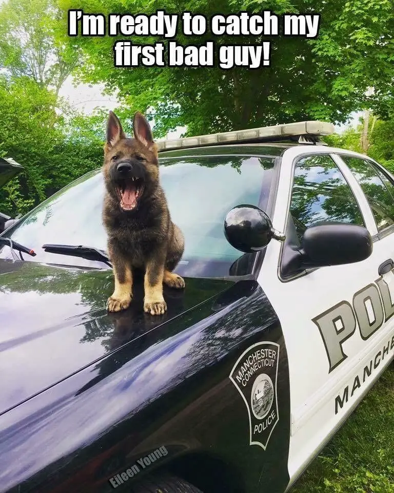 k9dog memes