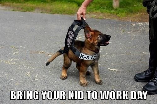 k9dog memes1