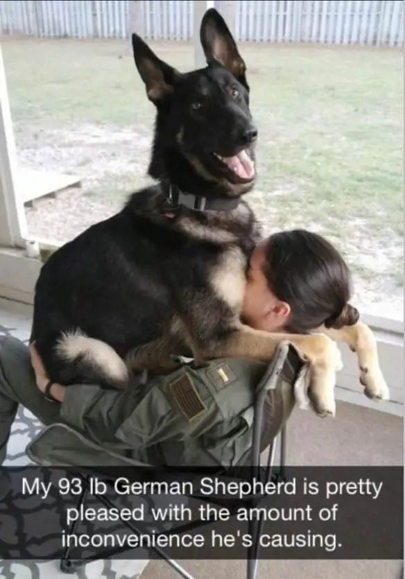k9dog memes10